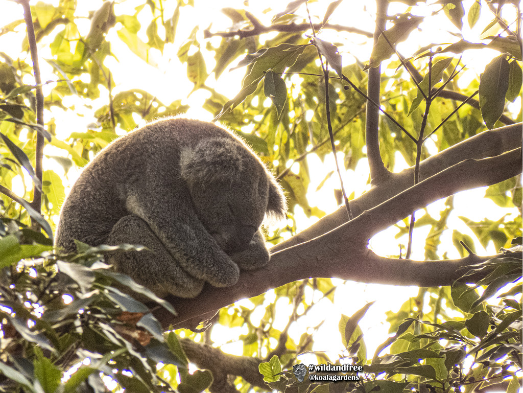sun arise by koalagardens