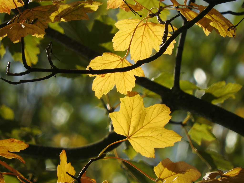 Golden Leaves by seattlite