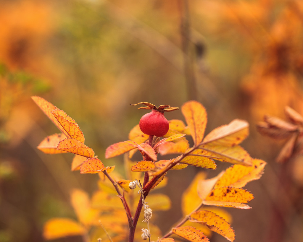 rose hip by aecasey