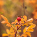 rose hip by aecasey