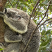 I gotcha by koalagardens