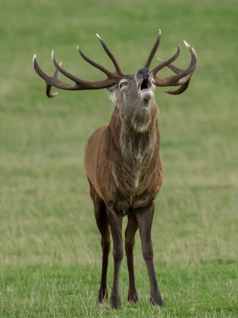 red deer stag  by shepherdmanswife