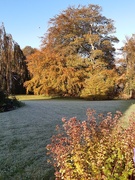 17th Oct 2019 - Frost and glow