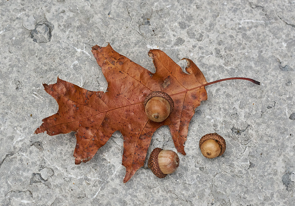 Fall Still Life by gardencat