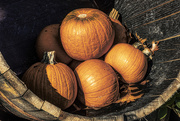 17th Oct 2019 - Barrel of Pumpkins