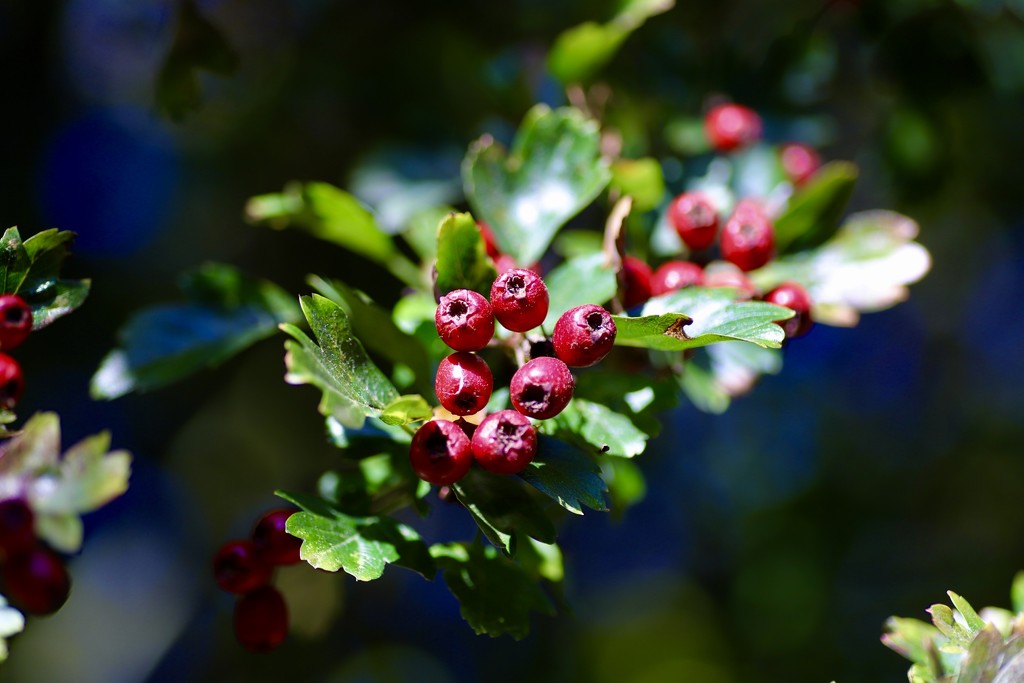Berries by carole_sandford