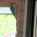 Woodpecker knocking on our brick wall by bruni