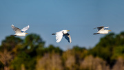 18th Oct 2019 - A Cattle Egret in flight...