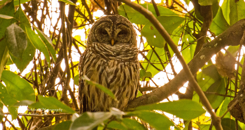 Sleepy Barred Owl!  by rickster549