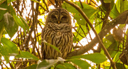 17th Oct 2019 - Sleepy Barred Owl! 