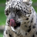 Snow Leopard Drip by randy23