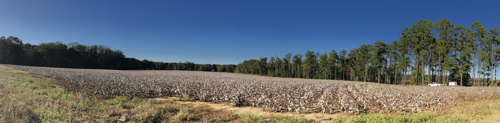 Cottonfield Pano by homeschoolmom