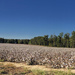 Cottonfield Pano by homeschoolmom