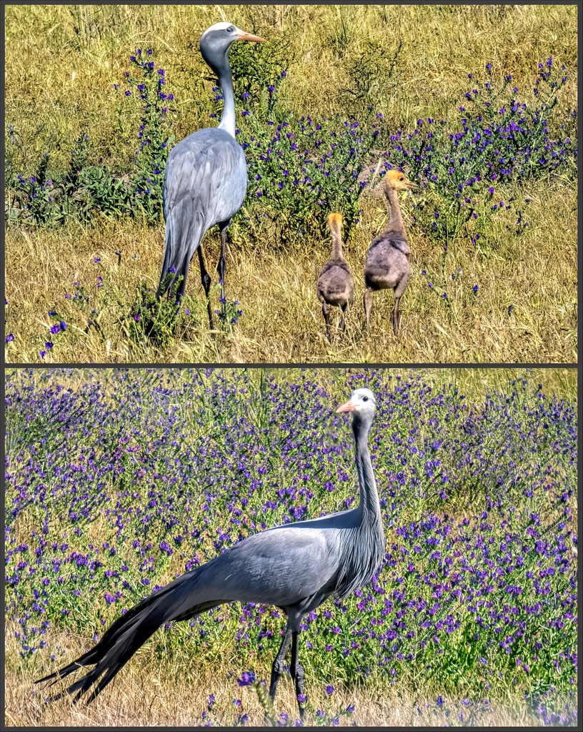 Our National bird, the Blues Crane by ludwigsdiana