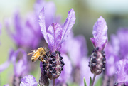 18th Oct 2019 - Another lavender loving bee