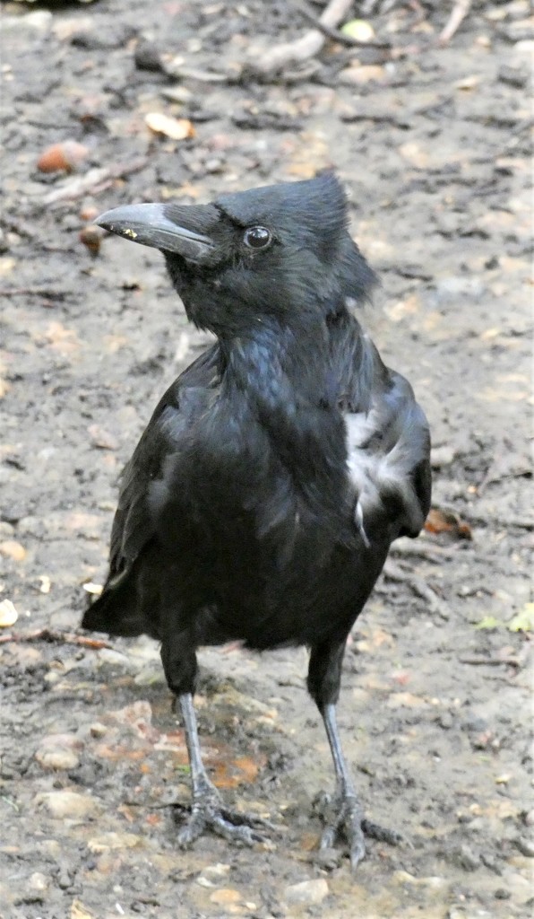 Mr Crow by reservoirfrog