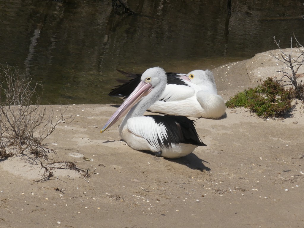 Pelican by ideetje