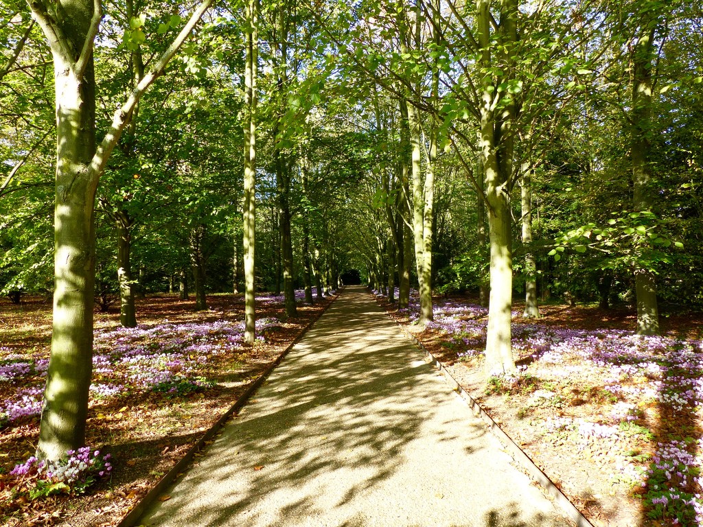 Shady Avenue Anglesey Abbey  by foxes37