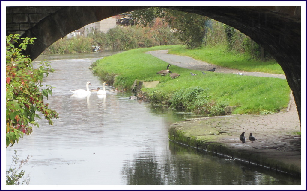 Swans and feathered friends High Street bridge. Rishton. by grace55