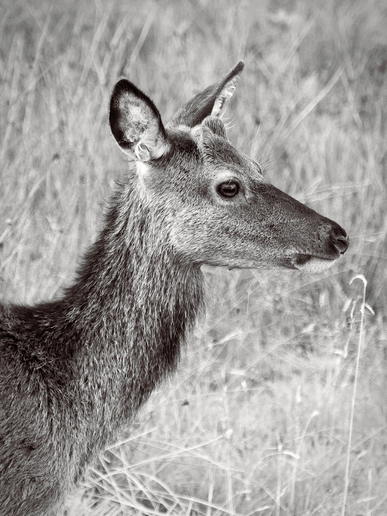 Young Deer by jamesleonard