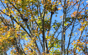 18th Oct 2019 - Tree in autumn with bird nest