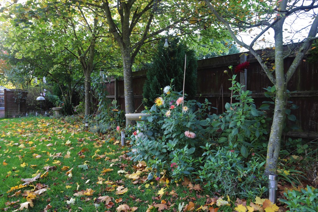 My Garden October 2019 by phil_sandford