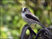 18th Oct 2019 - RK2_6233  One of our little long tailed tits