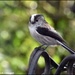 RK2_6233  One of our little long tailed tits by rosiekind