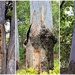 Three Tree Trunks With Character ~    by happysnaps