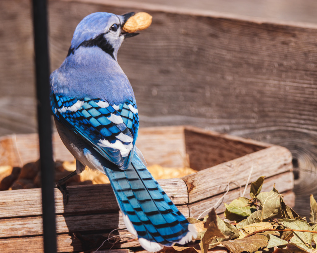 blue jay by aecasey