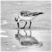 sanderling by jernst1779