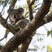 sitting pretty by koalagardens