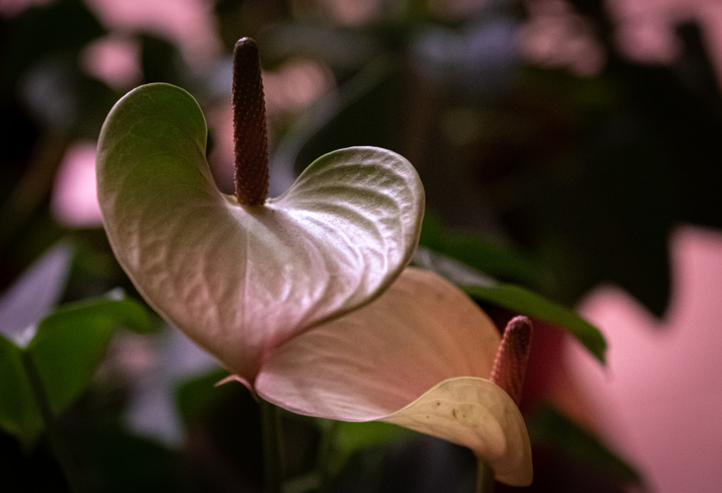 Anthurium in bloom by vignouse