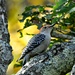 Red bellied woodpecker hanging out. by sailingmusic