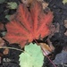 Leaves by hannahbeth