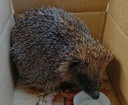 18th Oct 2019 - Rescue hedgehog... 
