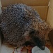 Rescue hedgehog...  by peadar