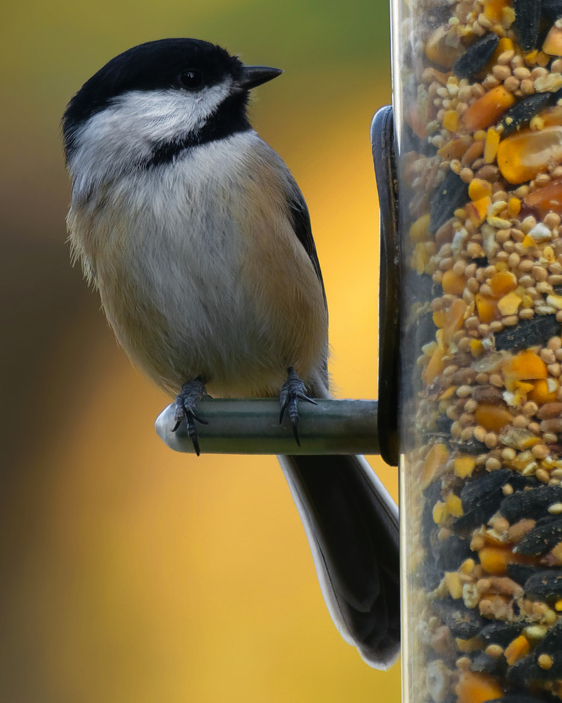 Black-capped chickadee  by rminer