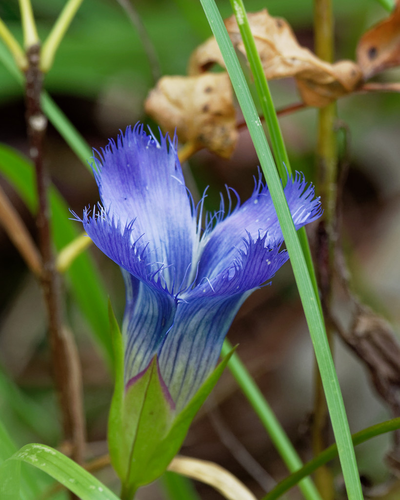fringed gentian by rminer