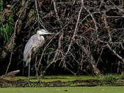 18th Oct 2019 - great blue heron