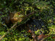 18th Oct 2019 - fall frog 