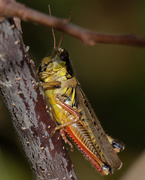 18th Oct 2019 - grasshopper