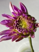 18th Oct 2019 - Dahlia with surprises