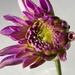 Dahlia with surprises by shutterbug49