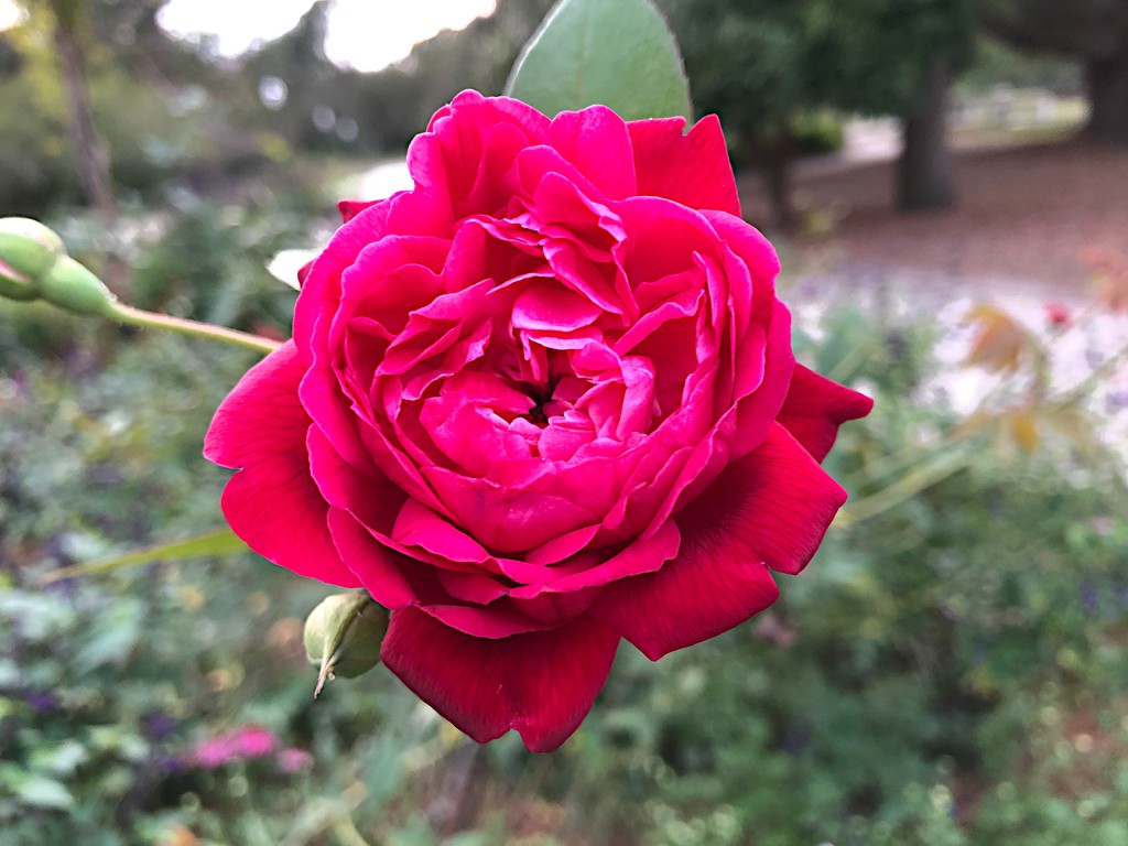 The roses are still beautiful at Hampton Park Garden. by congaree