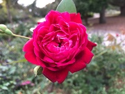 19th Oct 2019 - The roses are still beautiful at Hampton Park Garden.