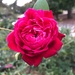 The roses are still beautiful at Hampton Park Garden. by congaree