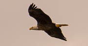 18th Oct 2019 - Bald Eagle Fly-by!