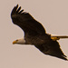 Bald Eagle Fly-by! by rickster549