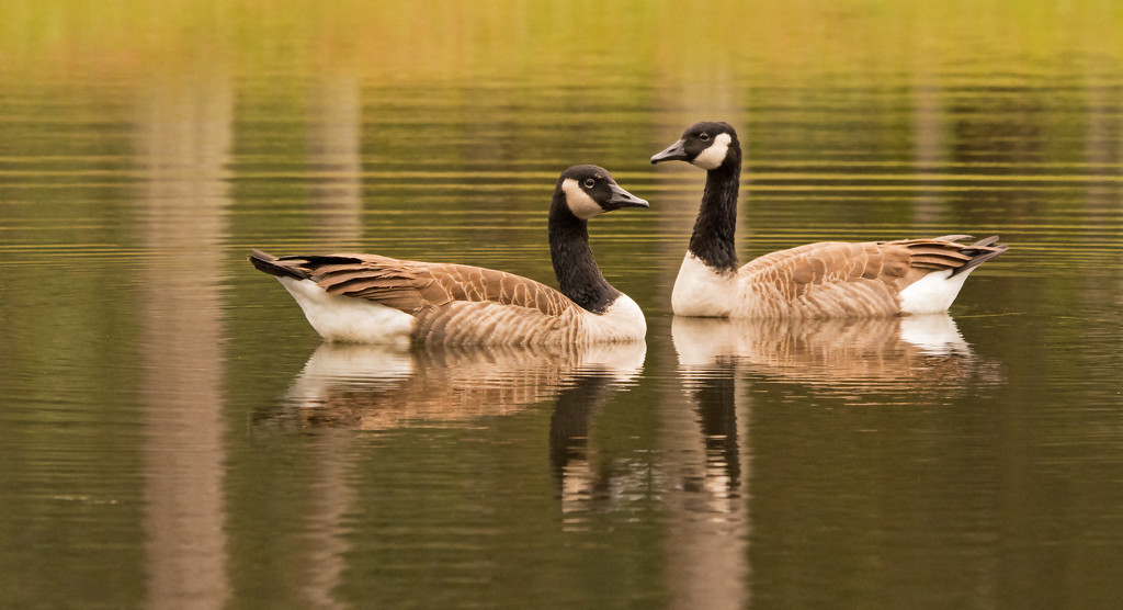 Geese at the Lake! by rickster549